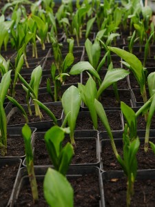 Czosnek niedzwiedzi - sadzonka