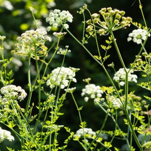 Podagrycznik EKO 100 g - świeże zioła