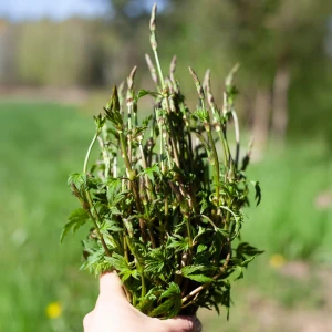 Chmiel pędy EKO 100 g - świeże zioła