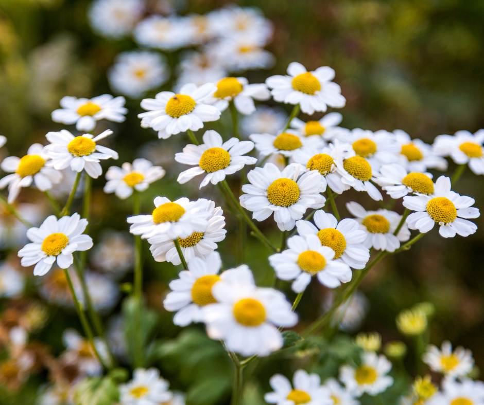 Czy herbata rumiankowa naprawdę łagodzi podrażnienia – kiedy jej działanie jest niewystarczające